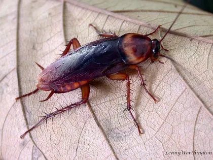Reddish-brown American cockroach with a pale-edged shield behind its head, on a dry leaf