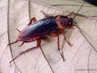 Reddish-brown American cockroach with a pale-edged shield behind its head, on a dry leaf