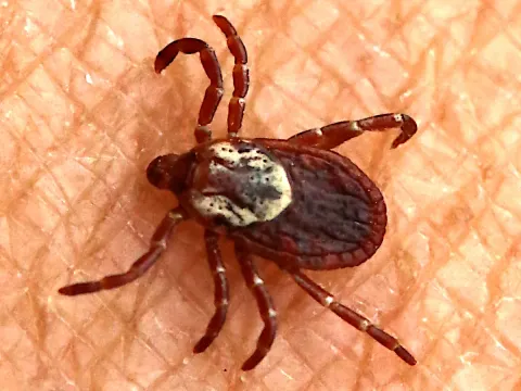 Female American dog tick, dark reddish brown with a cream-colored shield, crawling on human skin