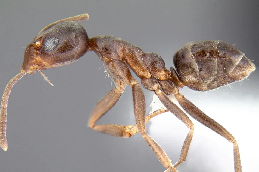 Side view of an Argentine ant worker, a small, plain brown ant with long legs and a single bump on its waist