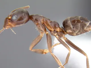 Photo: Alex Wild, CC BY 4.0, via Wikimedia Commons Side view of an Argentine ant worker, a small, plain brown ant with long legs and a single bump on its waist