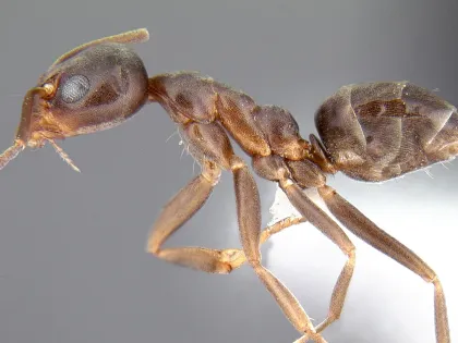 Side view of an Argentine ant worker, a small, plain brown ant with long legs and a single bump on its waist