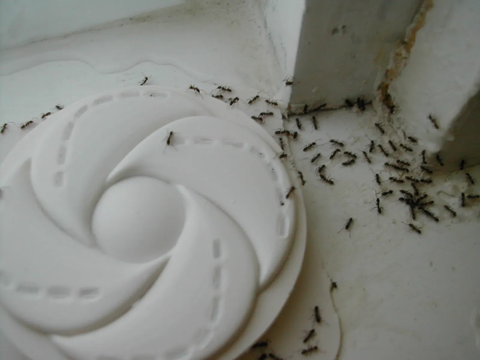 A crowd of small dark Argentine ants swarming over a white plastic bait station