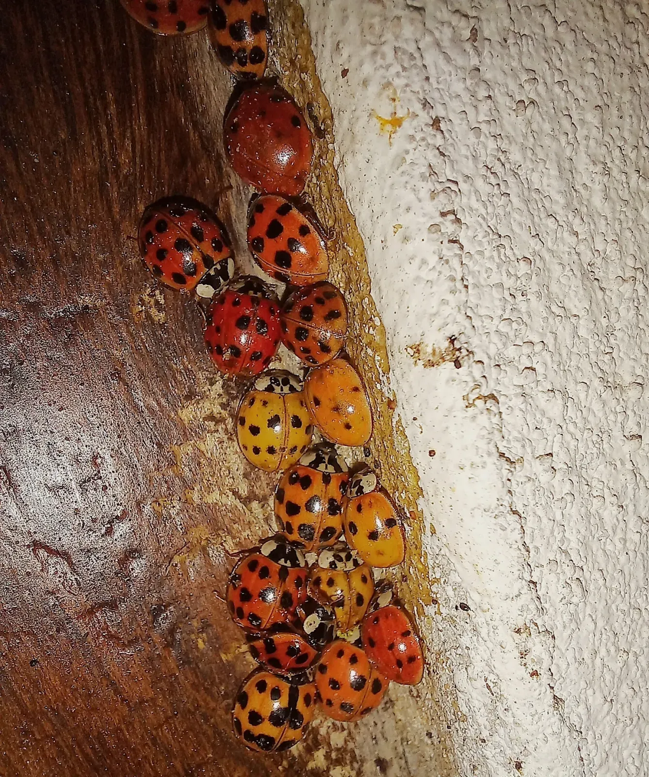A cluster of orange and red Asian lady beetles packed along a wooden door frame