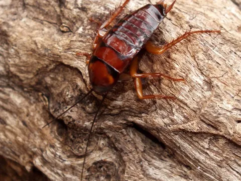 A reddish-brown American cockroach nymph without wings on a piece of wood
