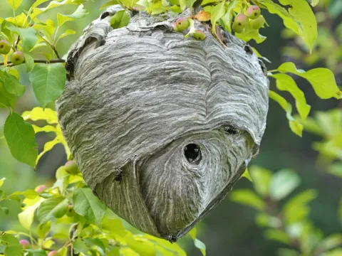 A large gray, football-shaped bald-faced hornet nest with a round entrance hole, hanging among green leaves