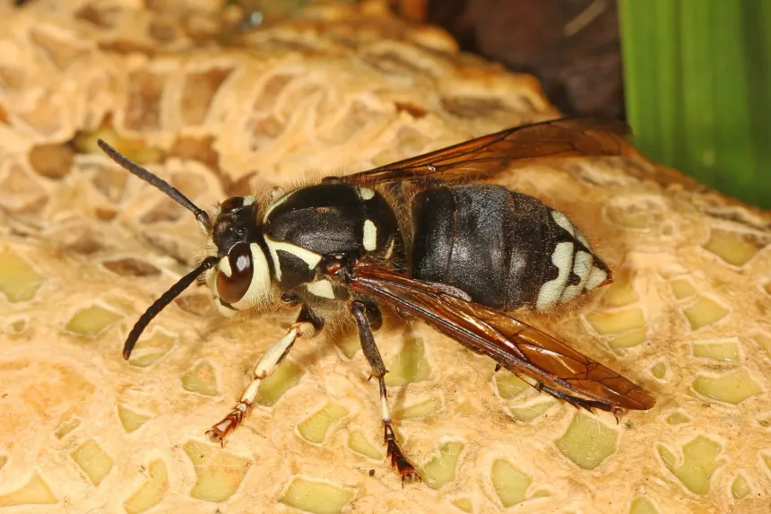 Bald-faced hornet, black with a white face and white bands near the tail, resting on a surface outdoors