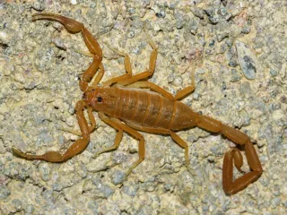 Slender, straw-colored Arizona bark scorpion with thin pincers and a long curled tail, on rough rock