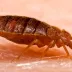 An adult bed bug