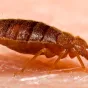 An adult bed bug