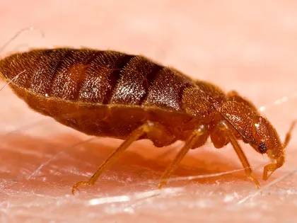 Adult bed bug, flat and reddish brown, feeding on a person’s arm