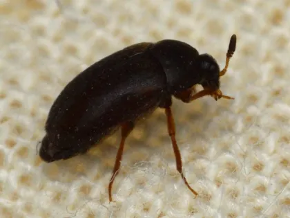 Small, shiny black carpet beetle with an oval body and reddish-brown legs, standing on woven fabric