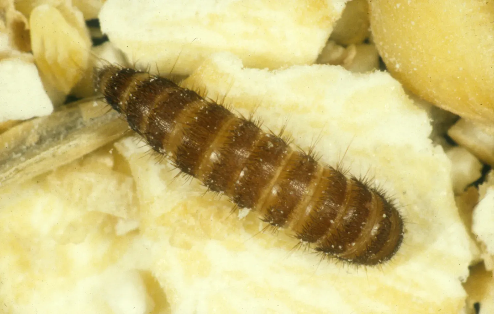 A hairy, carrot-shaped golden-brown black carpet beetle larva on crumbled grain