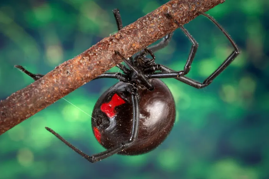 Female black widow spider with a glossy black abdomen and red hourglass