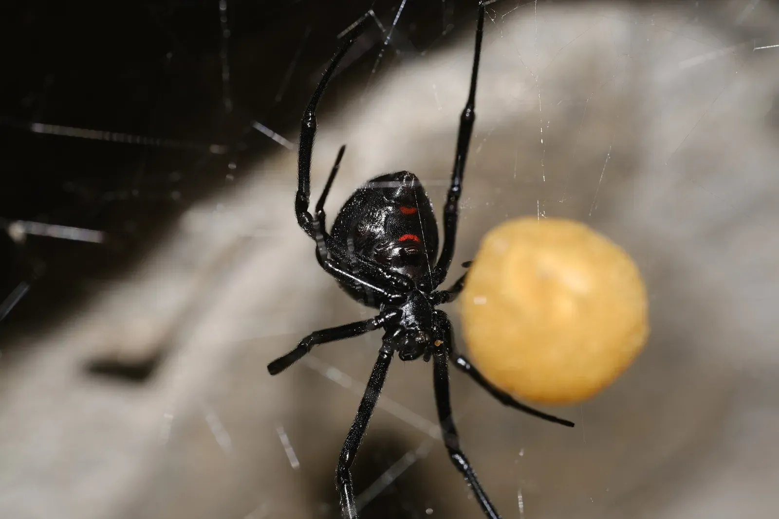 A shiny black female black widow hanging in her messy web beside a round, tan egg sac