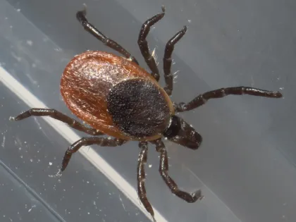 Female blacklegged tick with a dark shield, reddish-orange back and black legs, seen from above