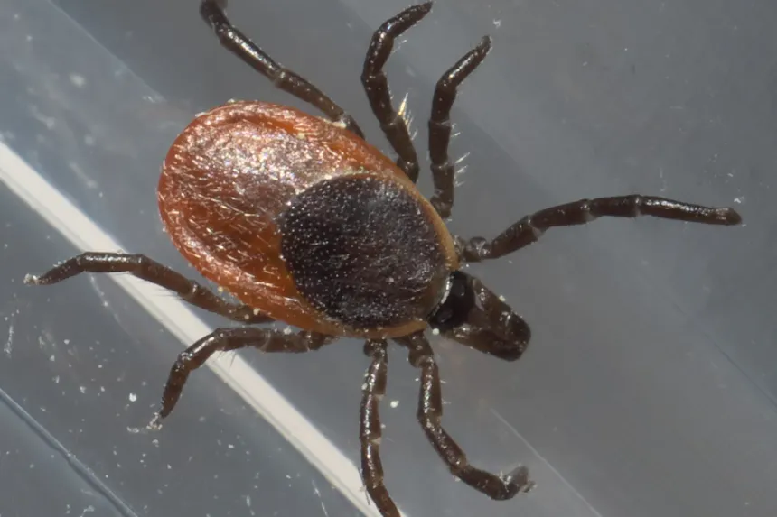 Female blacklegged tick with a dark shield, reddish-orange back and black legs, seen from above