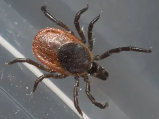 Female blacklegged tick with a dark shield, reddish-orange back and black legs, seen from above