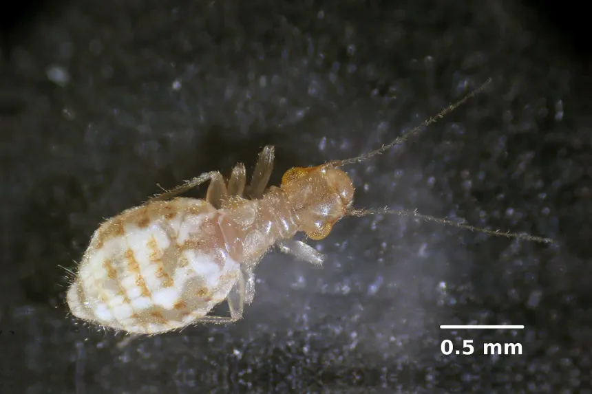 Close-up of a pale, wingless booklouse with a soft, rounded body and long thin antennae