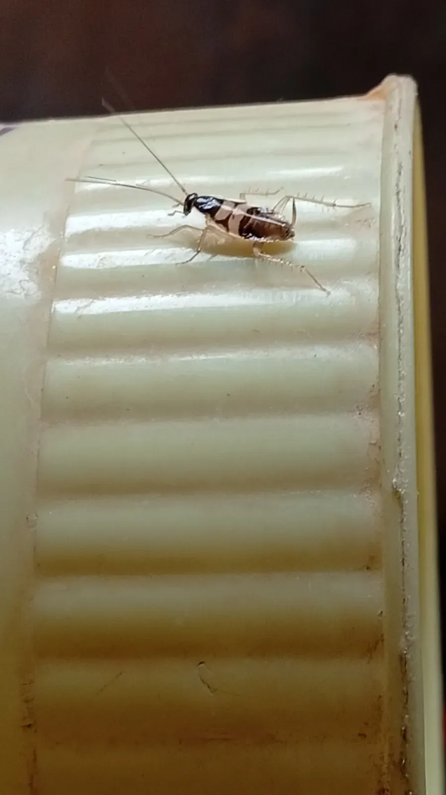A small brown-banded cockroach nymph with two pale bands across its dark body, crawling on a plastic container