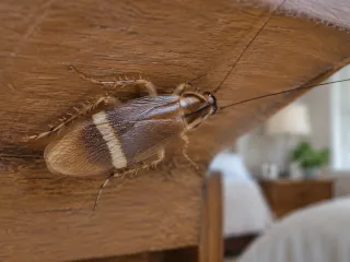 A small light brown brown-banded cockroach with two pale bands across its wings on the underside of a wooden bedroom nightstand