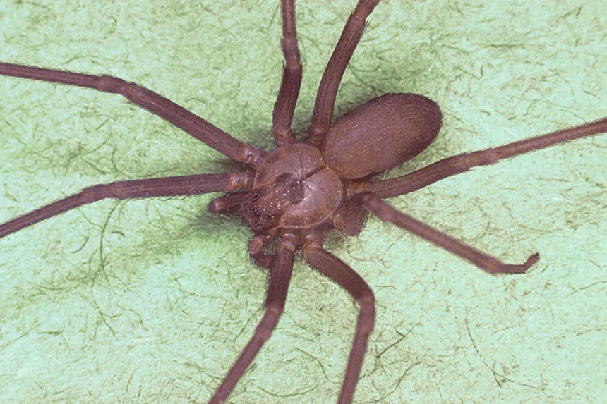 Brown recluse spider showing the dark violin mark and plain tan legs