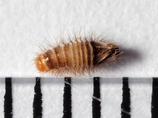 A fuzzy, striped brown carpet beetle larva about 4 millimeters long, lying next to a millimeter scale