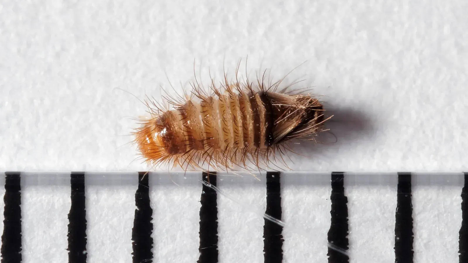 A hairy, striped brown carpet beetle larva next to a millimeter ruler, about 4 millimeters long