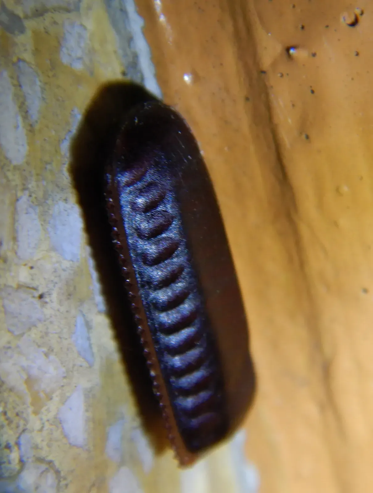 A dark brown, purse-shaped cockroach egg case with a ridged seam, stuck to a wall