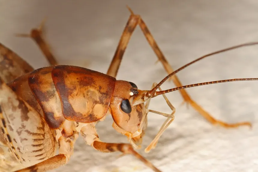 Close-up of a greenhouse camel cricket, tan with dark bands, a humped back and long spiny legs and antennae