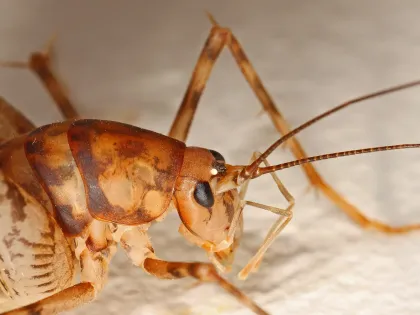 Close-up of a greenhouse camel cricket, tan with dark bands, a humped back and long spiny legs and antennae