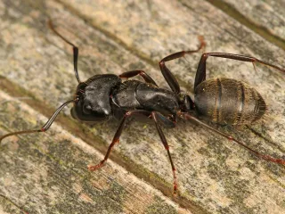 Photo: Judy Gallagher, CC BY 2.0, via Wikimedia Commons Large black carpenter ant with fine golden hairs on its abdomen, walking across weathered wood