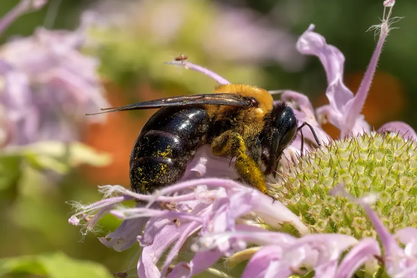 Eastern carpenter bee with a fuzzy yellow thorax and a shiny, bare black abdomen, feeding on pink flowers