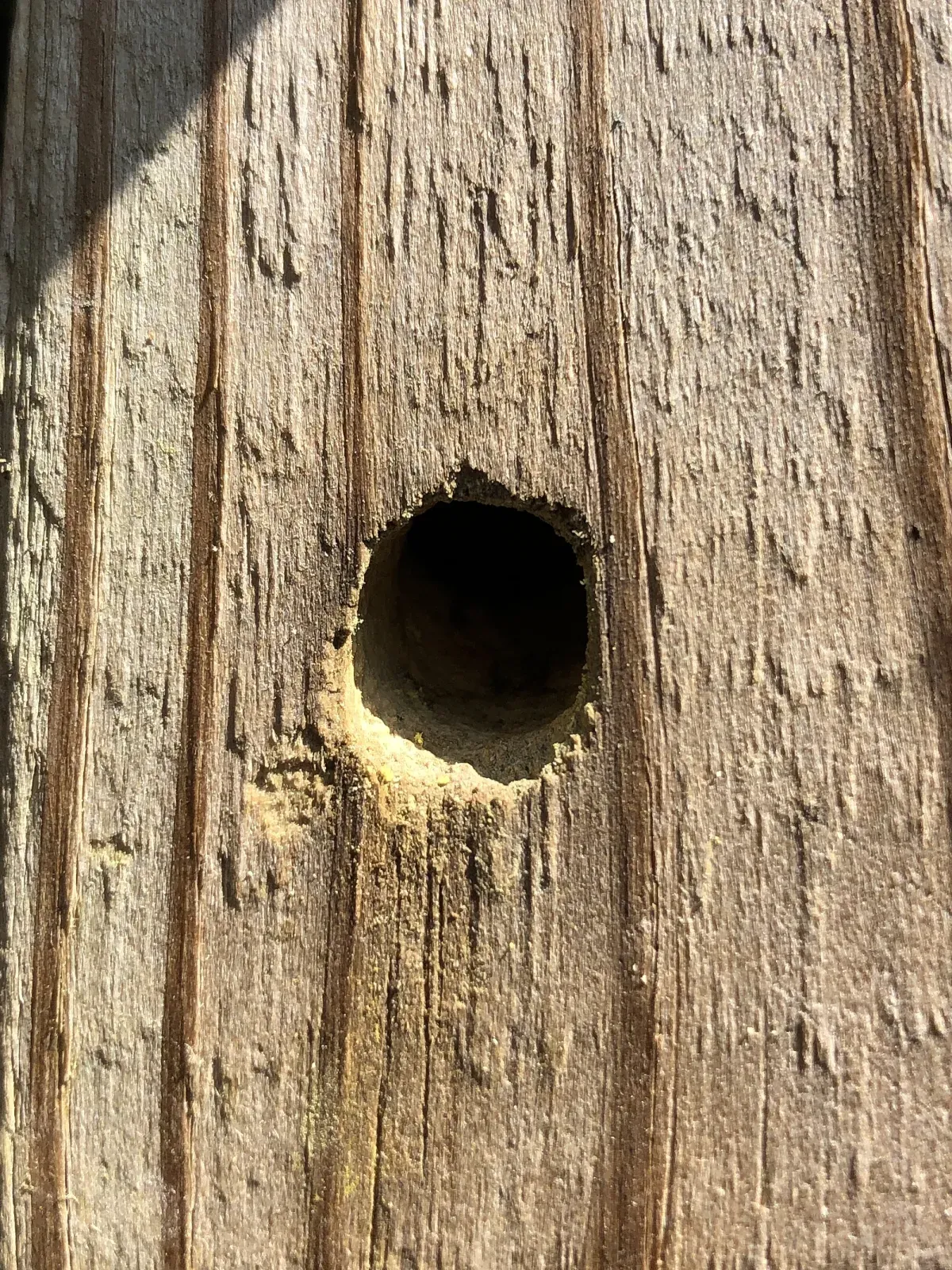 A perfectly round, finger-width carpenter bee hole bored into a weathered wooden post, with pale sawdust at its rim