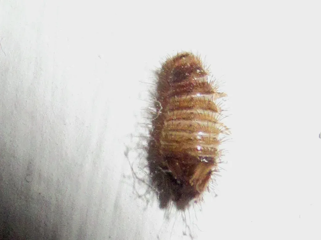 A real carpet beetle larva on a white wall: a fuzzy, oval, striped tan and brown grub covered in fine bristles