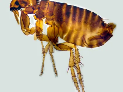 Magnified side view of a cat flea, a flattened, amber-brown insect with a spiny comb on its head and long jumping legs