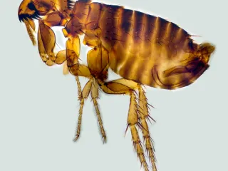 Magnified side view of a cat flea, a flattened, amber-brown insect with a spiny comb on its head and long jumping legs
