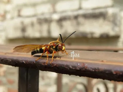 A large cicada killer wasp with a rusty red head and yellow-banded black abdomen on a metal railing