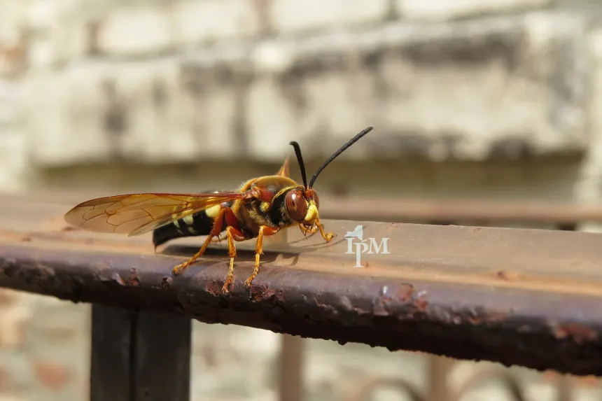 A large cicada killer wasp with a rusty red head and yellow-banded black abdomen on a metal railing
