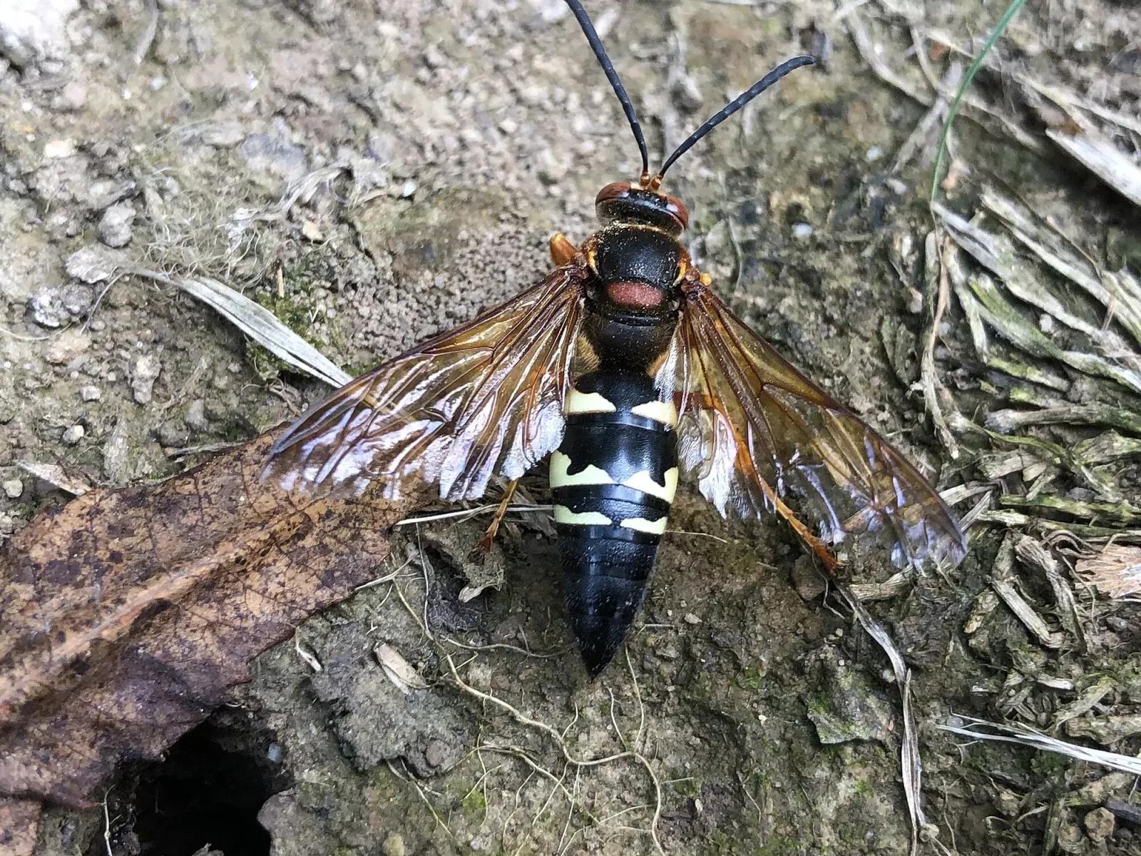 A cicada killer wasp sitting beside the opening of its burrow in bare soil