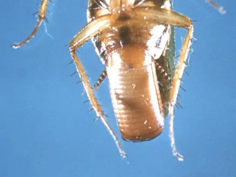 A female German cockroach seen from below, carrying a light tan egg case at the tip of her abdomen