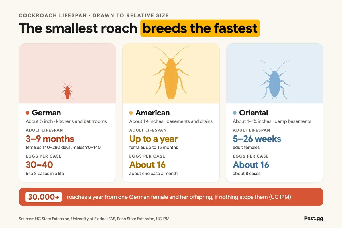 Infographic comparing three cockroaches drawn to relative size: German, about half an inch, adults live 3 to 9 months, 30 to 40 eggs per case; American, about 1.5 inches, adults live up to a year, about 16 eggs per case; oriental, about 1 to 1.25 inches, adult females live 5 to 26 weeks, about 16 eggs per case. One German female and her offspring can produce over 30,000 roaches a year
