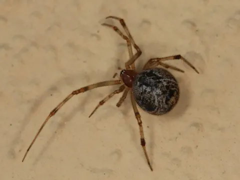 A common house spider with a round, mottled brown abdomen and banded legs on a beige wall