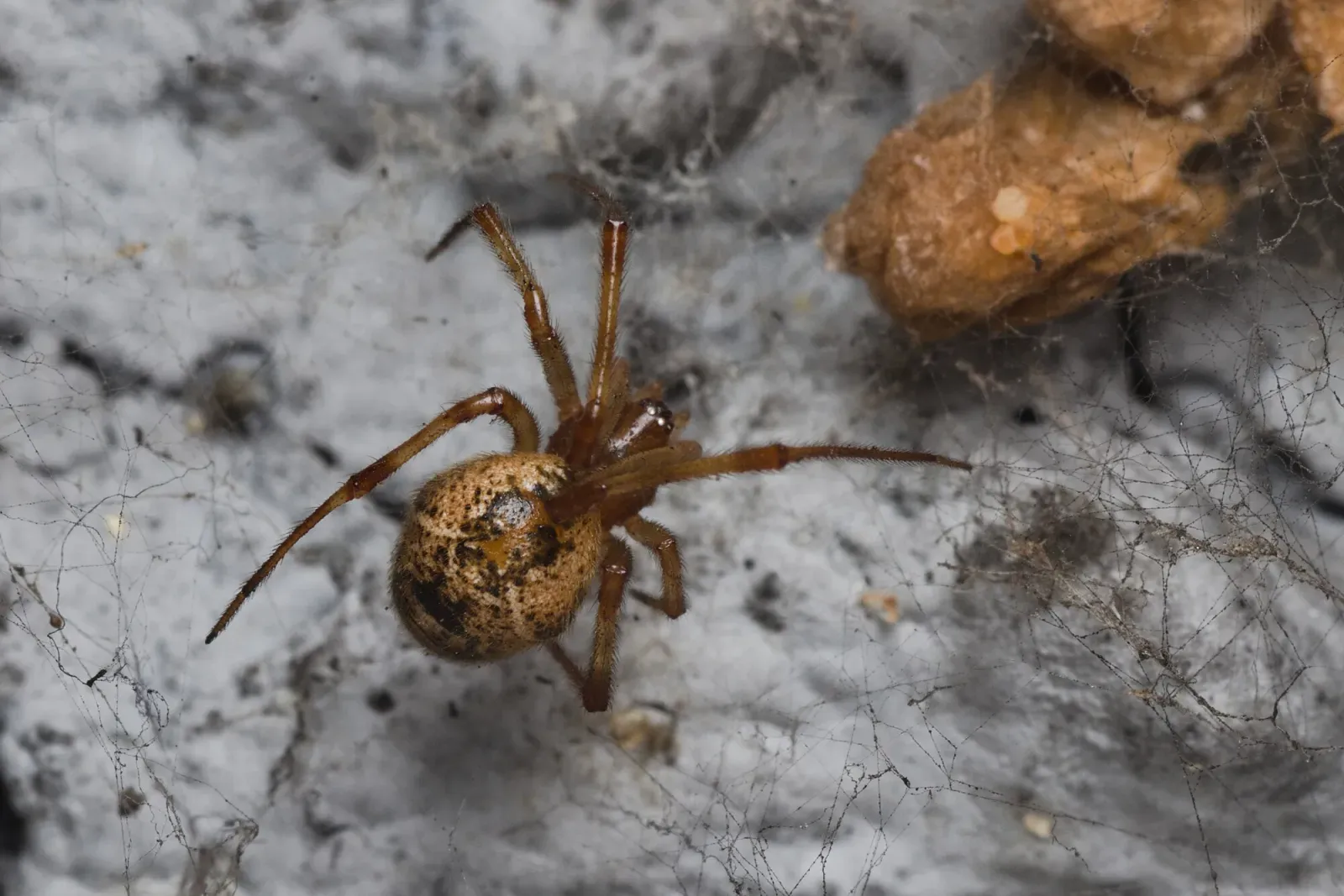 A common house spider on an outside wall next to three tan, papery egg sacs in a loose web