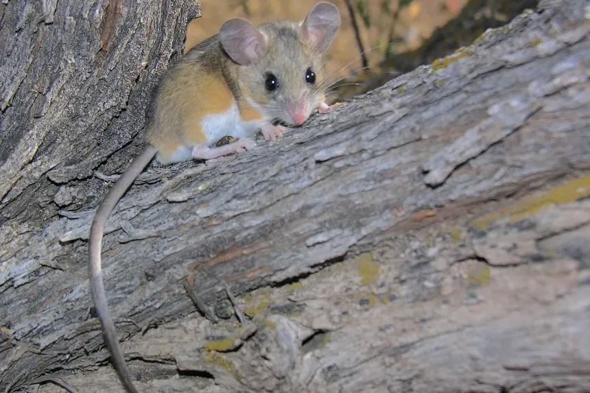 A deer mouse on a log, showing its brown back, white belly and big ears