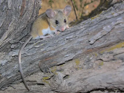 A deer mouse on a log, showing its brown back, white belly and big ears