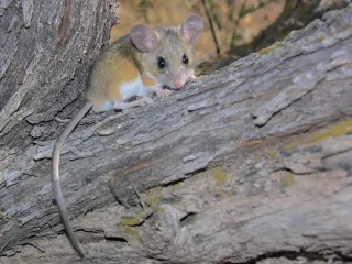 Photo: Gregory Smith, CC BY-SA 2.0, via Wikimedia Commons A deer mouse on a log, showing its brown back, white belly and big ears
