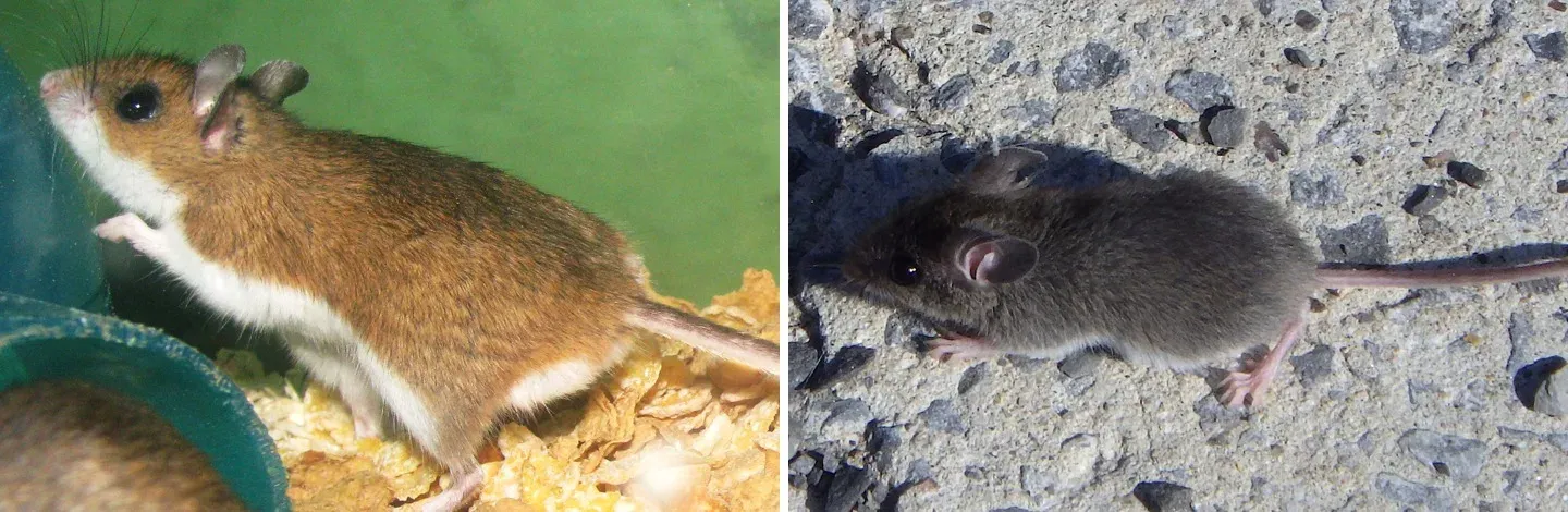 Left: a deer mouse, brown on top with a sharply white belly. Right: a plain gray-brown house mouse with a long, thin tail
