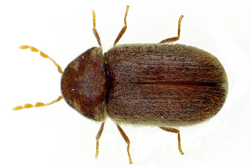 A drugstore beetle seen from above, an oval reddish-brown beetle with fine grooves and short antennae