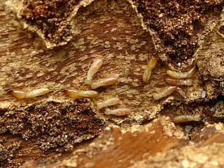 Photo: Sphoo, CC BY-SA 4.0, via Wikimedia Commons A drywood termite colony, pale cream workers crawling through tunnels inside a piece of dead wood